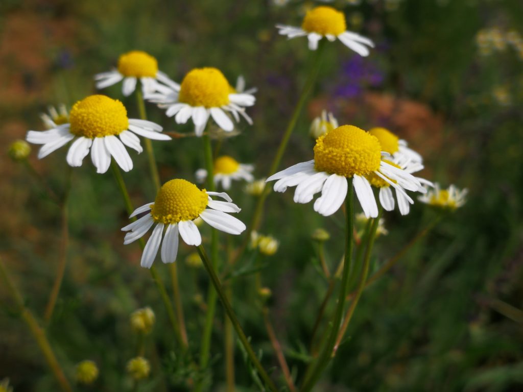 Flores de manzanilla.