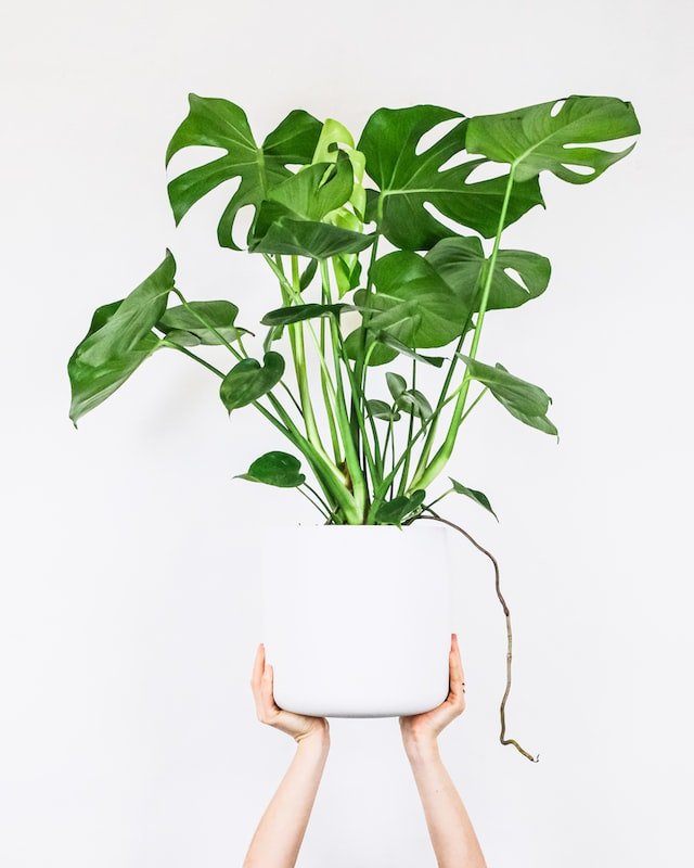 7 plantas de interior fáciles de cuidar
