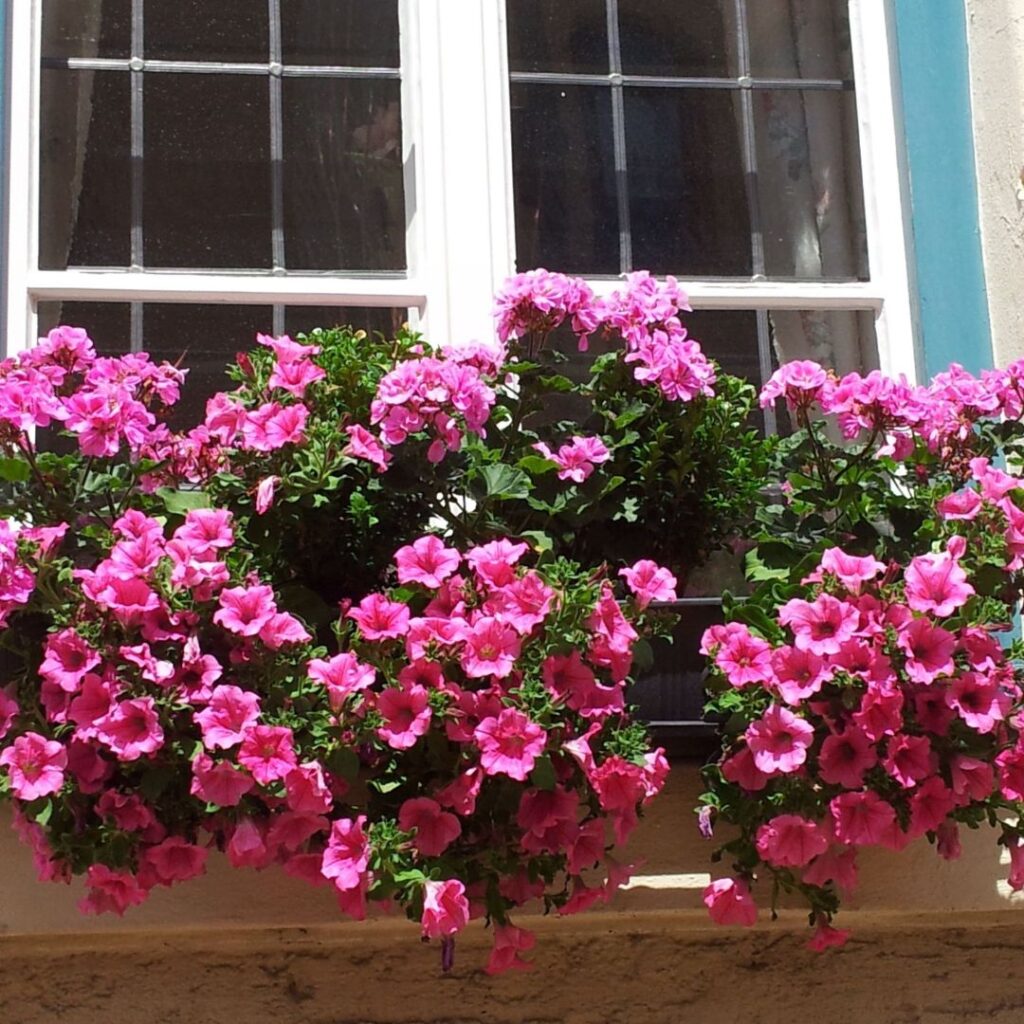 Las mejores plantas para exteriores - dkarolina.com