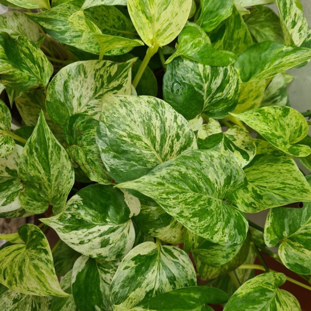 Las mejores plantas para oficina - dkarolina.com