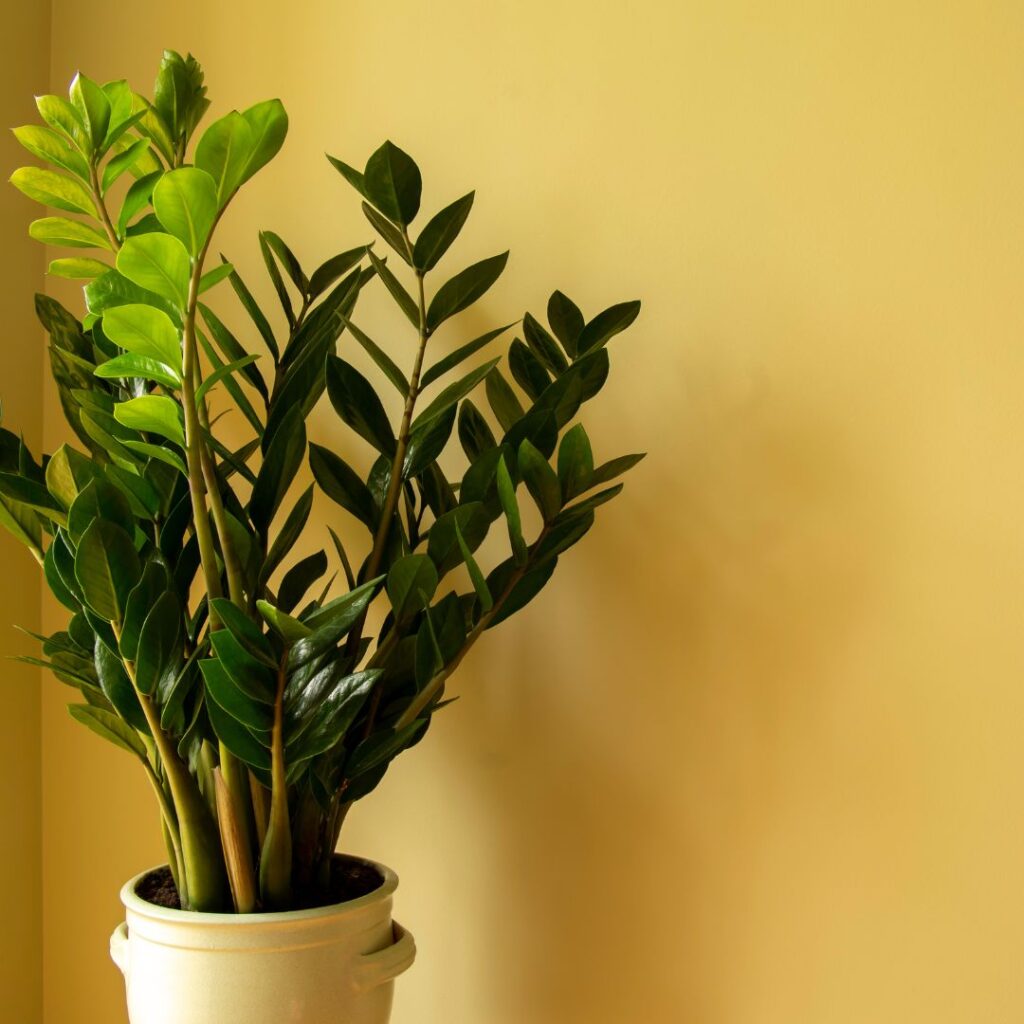 Las mejores plantas para oficina - dkarolina.com