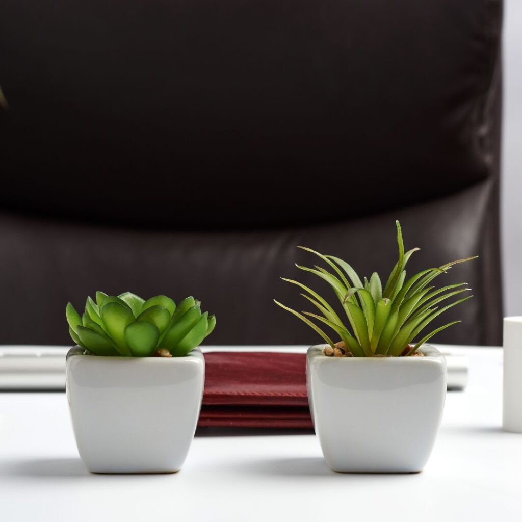 Las mejores plantas para oficina - dkarolina.com