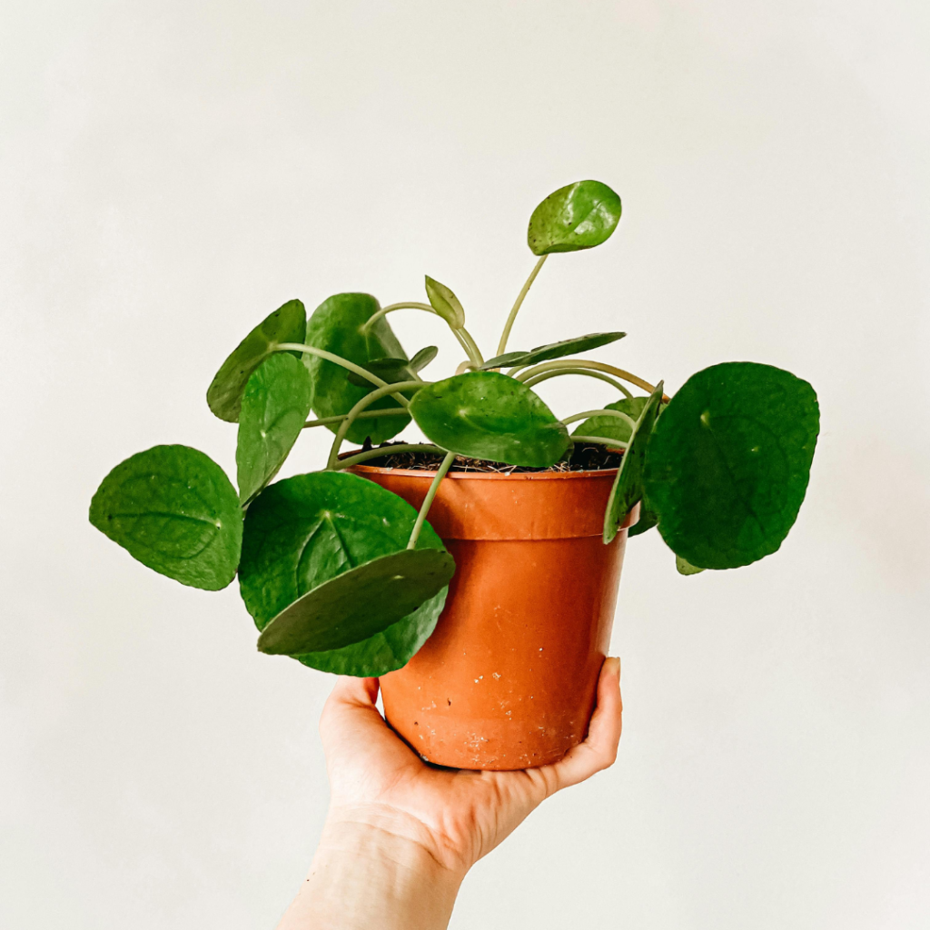 Plantas que atraen dinero y buena suerte - dkarolina.com