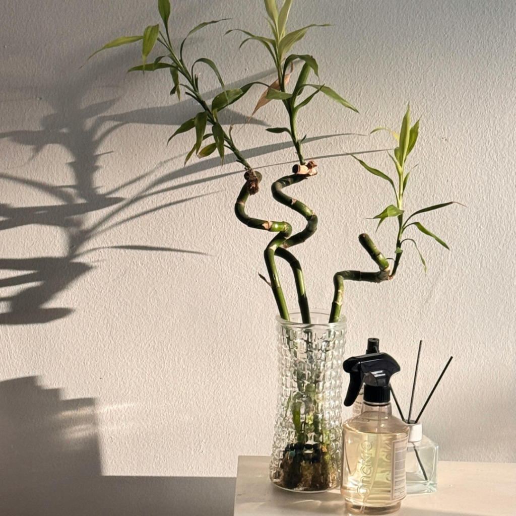 Plantas que atraen dinero y buena suerte - dkarolina.com