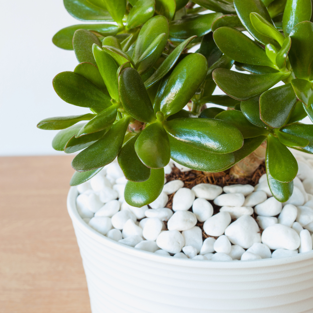 Plantas que atraen dinero y buena suerte - dkarolina.com